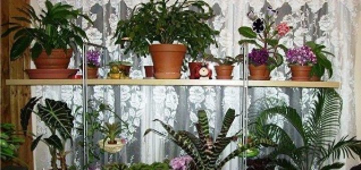 Портал для любителей комнатных и садовых растений